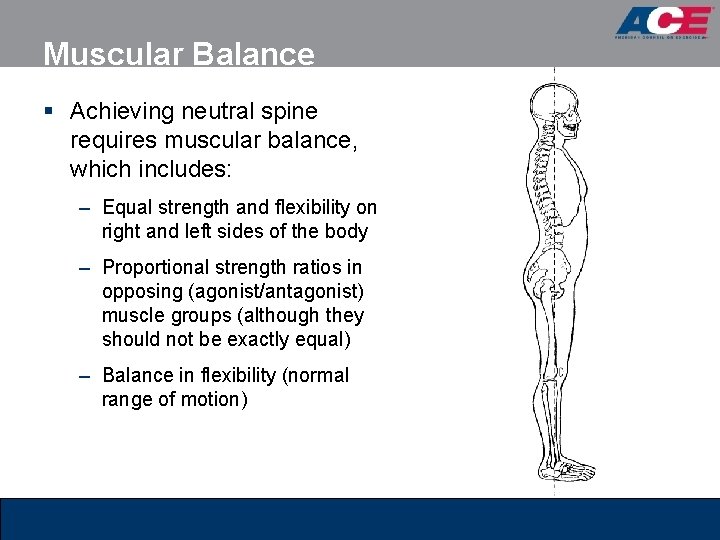 Muscular Balance § Achieving neutral spine requires muscular balance, which includes: – Equal strength Muscular Balance § Achieving neutral spine requires muscular balance, which includes: – Equal strength