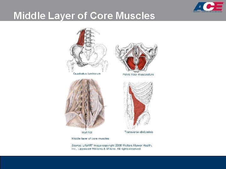 Middle Layer of Core Muscles Middle Layer of Core Muscles