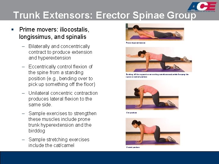 Trunk Extensors: Erector Spinae Group § Prime movers: iliocostalis, longissimus, and spinalis – Bilaterally Trunk Extensors: Erector Spinae Group § Prime movers: iliocostalis, longissimus, and spinalis – Bilaterally