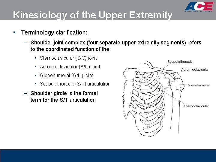 Kinesiology of the Upper Extremity § Terminology clarification: – Shoulder joint complex (four separate Kinesiology of the Upper Extremity § Terminology clarification: – Shoulder joint complex (four separate