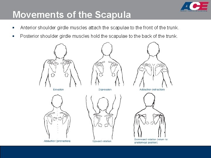Movements of the Scapula § Anterior shoulder girdle muscles attach the scapulae to the Movements of the Scapula § Anterior shoulder girdle muscles attach the scapulae to the