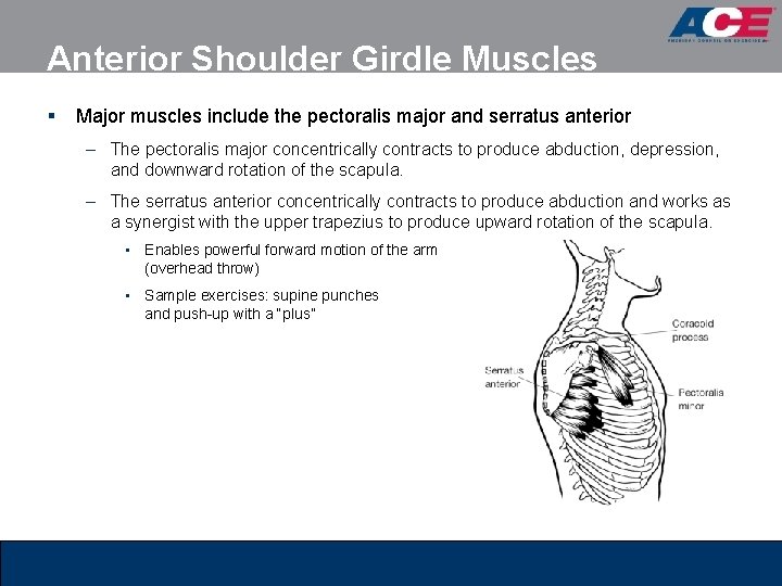 Anterior Shoulder Girdle Muscles § Major muscles include the pectoralis major and serratus anterior Anterior Shoulder Girdle Muscles § Major muscles include the pectoralis major and serratus anterior