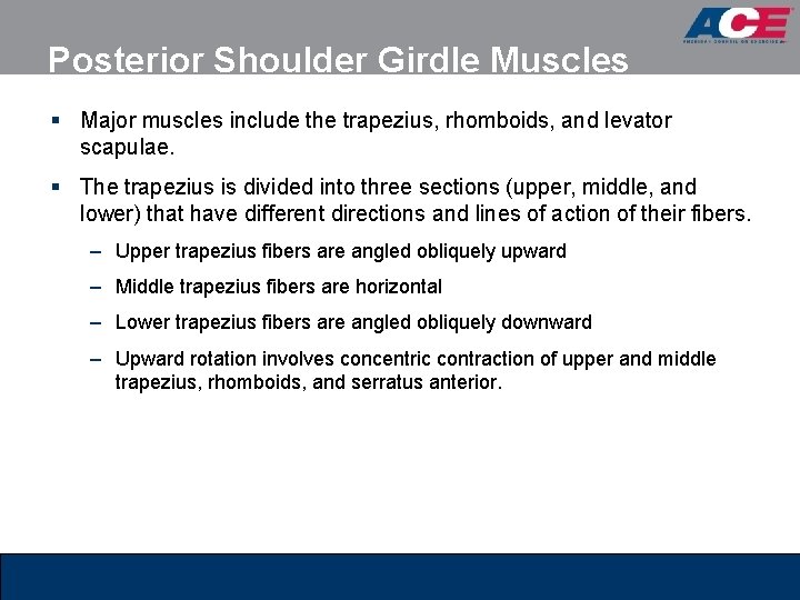 Posterior Shoulder Girdle Muscles § Major muscles include the trapezius, rhomboids, and levator scapulae. Posterior Shoulder Girdle Muscles § Major muscles include the trapezius, rhomboids, and levator scapulae.