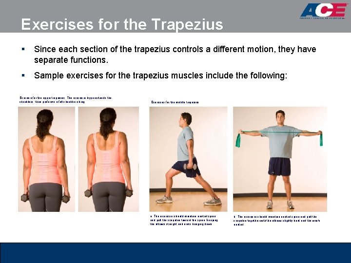 Exercises for the Trapezius § Since each section of the trapezius controls a different Exercises for the Trapezius § Since each section of the trapezius controls a different