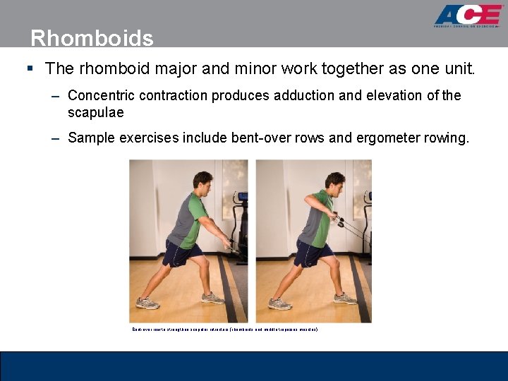 Rhomboids § The rhomboid major and minor work together as one unit. – Concentric Rhomboids § The rhomboid major and minor work together as one unit. – Concentric