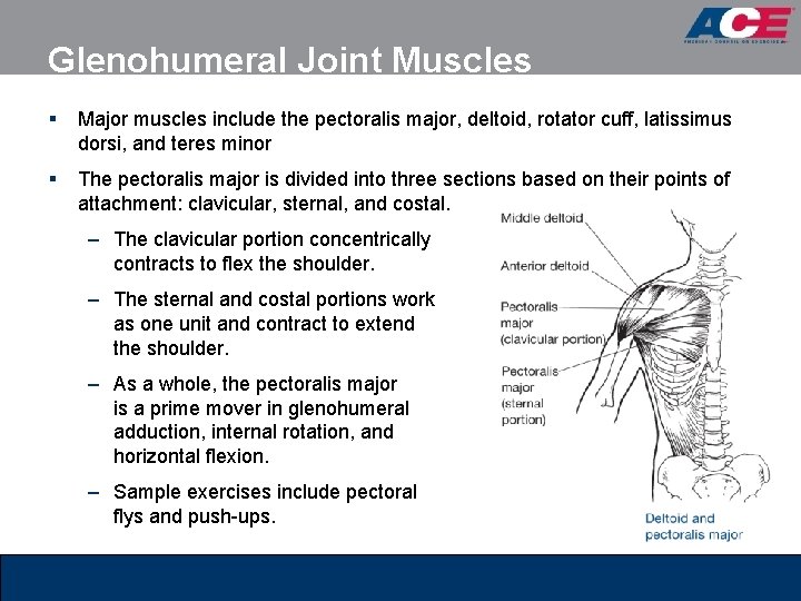 Glenohumeral Joint Muscles § Major muscles include the pectoralis major, deltoid, rotator cuff, latissimus Glenohumeral Joint Muscles § Major muscles include the pectoralis major, deltoid, rotator cuff, latissimus