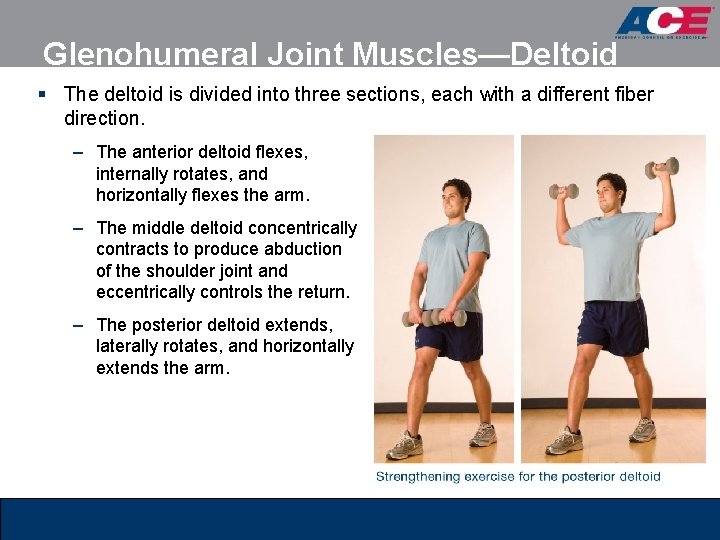 Glenohumeral Joint Muscles—Deltoid § The deltoid is divided into three sections, each with a Glenohumeral Joint Muscles—Deltoid § The deltoid is divided into three sections, each with a