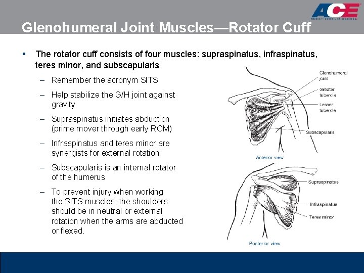 Glenohumeral Joint Muscles—Rotator Cuff § The rotator cuff consists of four muscles: supraspinatus, infraspinatus, Glenohumeral Joint Muscles—Rotator Cuff § The rotator cuff consists of four muscles: supraspinatus, infraspinatus,