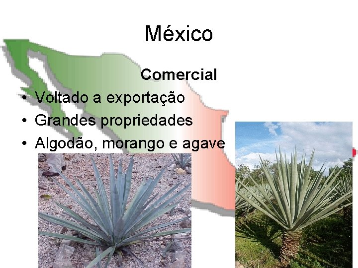 México Comercial • Voltado a exportação • Grandes propriedades • Algodão, morango e agave