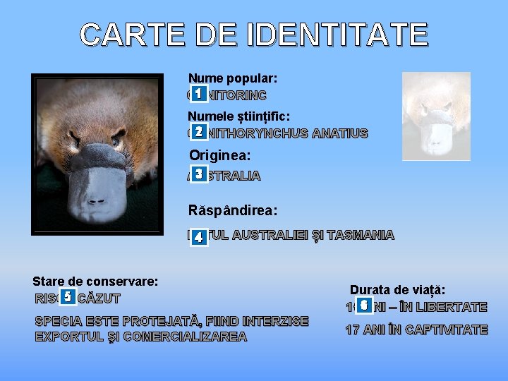 CARTE DE IDENTITATE Nume popular: 1 ORNITORINC Numele științific: 2 ORNITHORYNCHUS ANATIUS Originea: 3