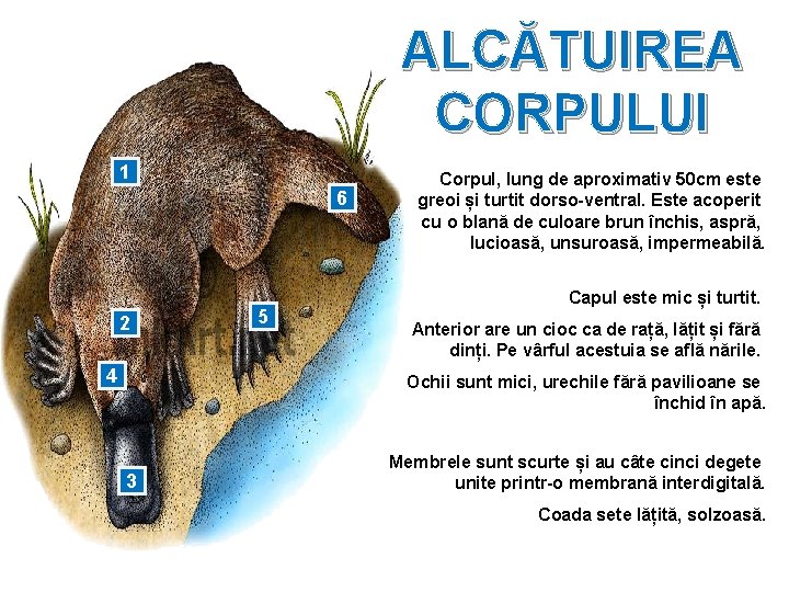 ALCĂTUIREA CORPULUI 1 6 2 4 5 Corpul, lung de aproximativ 50 cm este