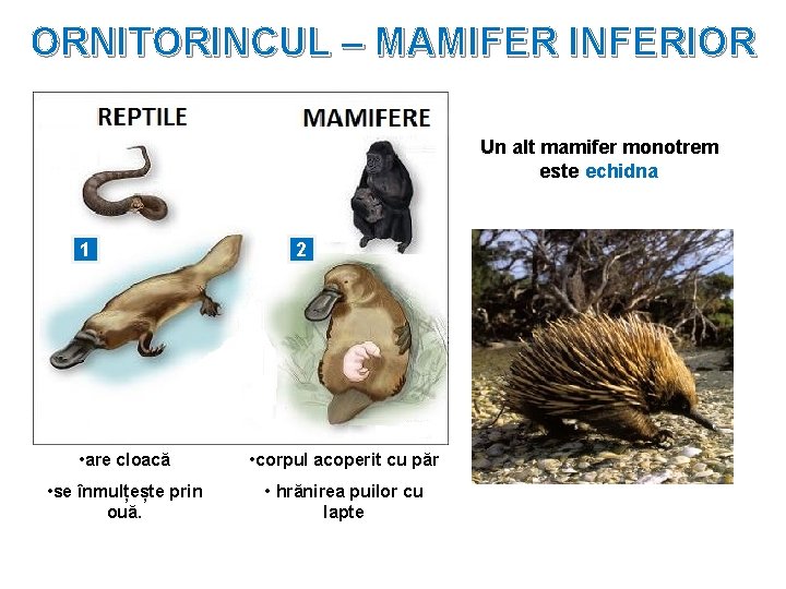 ORNITORINCUL – MAMIFER INFERIOR Un alt mamifer monotrem este echidna 1 2 • are