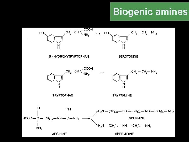 Biogenic amines 
