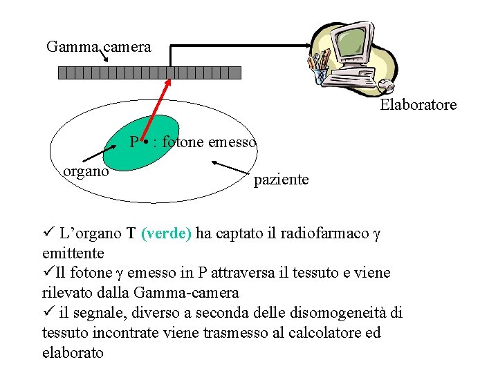 Gamma camera Elaboratore P • : fotone emesso organo paziente ü L’organo T (verde)