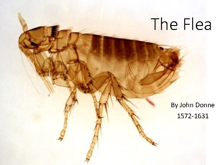 The Flea By John Donne 1572 -1631 