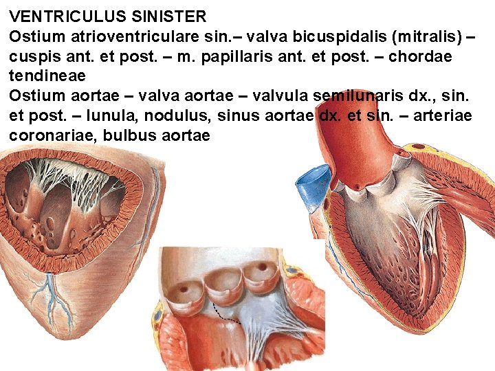 VENTRICULUS SINISTER Ostium atrioventriculare sin. – valva bicuspidalis (mitralis) – cuspis ant. et post.