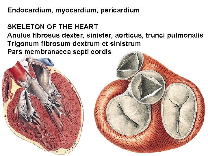 Endocardium, myocardium, pericardium SKELETON OF THE HEART Anulus fibrosus dexter, sinister, aorticus, trunci pulmonalis