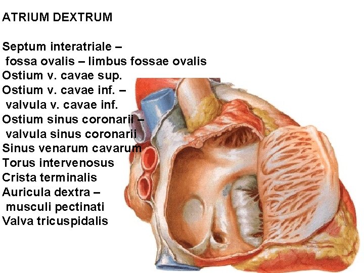 ATRIUM DEXTRUM Septum interatriale – fossa ovalis – limbus fossae ovalis Ostium v. cavae