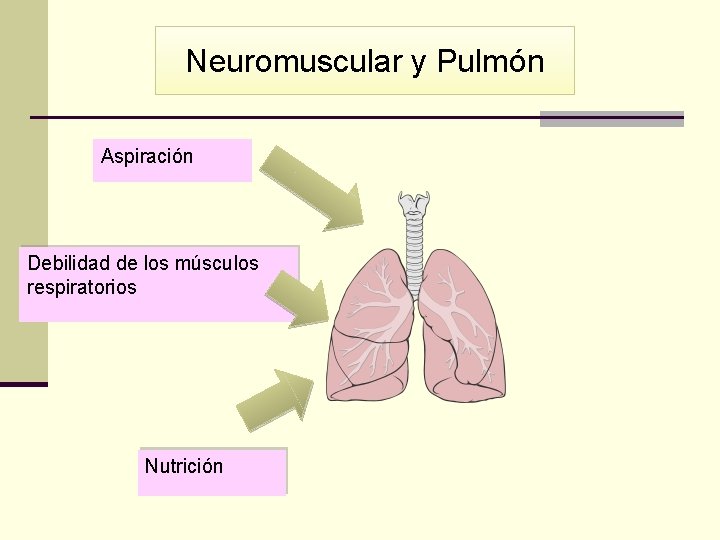 Neuromuscular y Pulmón Aspiración Debilidad de los músculos respiratorios Nutrición 