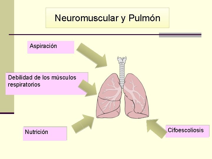 Neuromuscular y Pulmón Aspiración Debilidad de los músculos respiratorios Nutrición Cifoescoliosis 