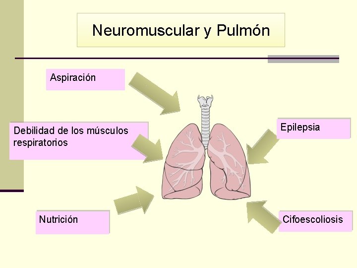 Neuromuscular y Pulmón Aspiración Debilidad de los músculos respiratorios Nutrición Epilepsia Cifoescoliosis 