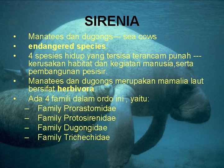 SIRENIA • • • Manatees dan dugongs--- sea cows endangered species. 4 spesies hidup