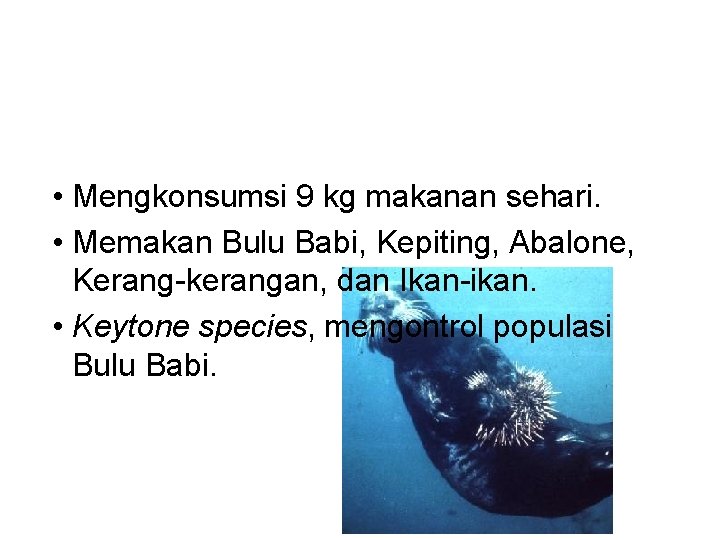  • Mengkonsumsi 9 kg makanan sehari. • Memakan Bulu Babi, Kepiting, Abalone, Kerang-kerangan,