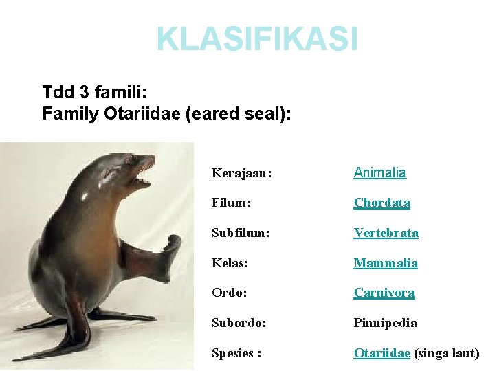 KLASIFIKASI Tdd 3 famili: Family Otariidae (eared seal): Kerajaan: Animalia Filum: Chordata Subfilum: Vertebrata