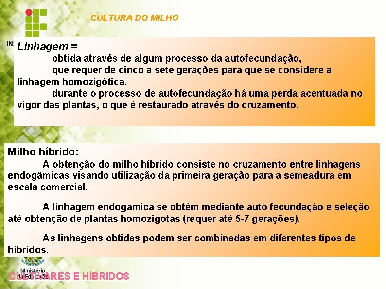 CULTURA DO MILHO Linhagem = obtida através de algum processo da autofecundação, que requer