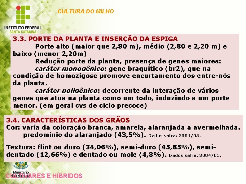 CULTURA DO MILHO 3. 3. PORTE DA PLANTA E INSERÇÃO DA ESPIGA Porte alto
