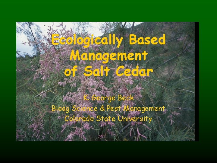 Ecologically Based Management of Salt Cedar K. George Beck Bioag Science & Pest Management