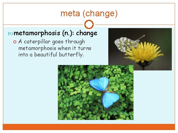 meta (change) metamorphosis (n. ): change A caterpillar goes through metamorphosis when it turns