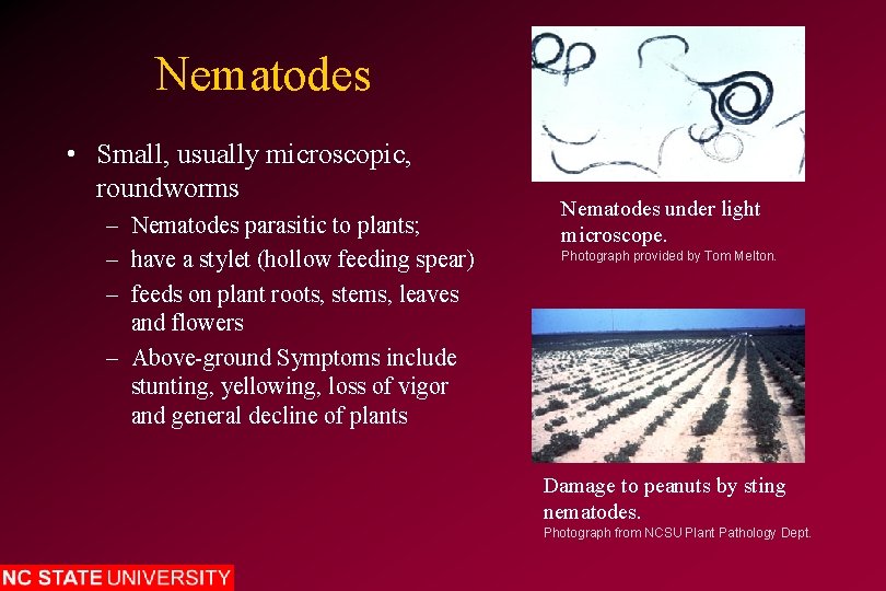 Nematodes • Small, usually microscopic, roundworms – Nematodes parasitic to plants; – have a