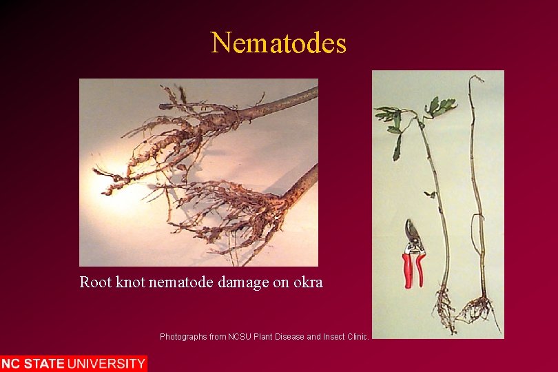 Nematodes Root knot nematode damage on okra Photographs from NCSU Plant Disease and Insect
