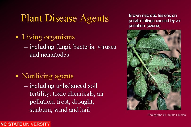 Plant Disease Agents Brown necrotic lesions on potato foliage caused by air pollution (ozone)