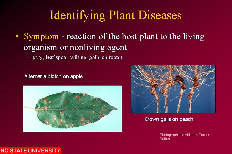 Identifying Plant Diseases • Symptom - reaction of the host plant to the living