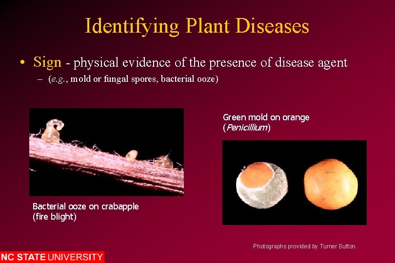 Identifying Plant Diseases • Sign - physical evidence of the presence of disease agent