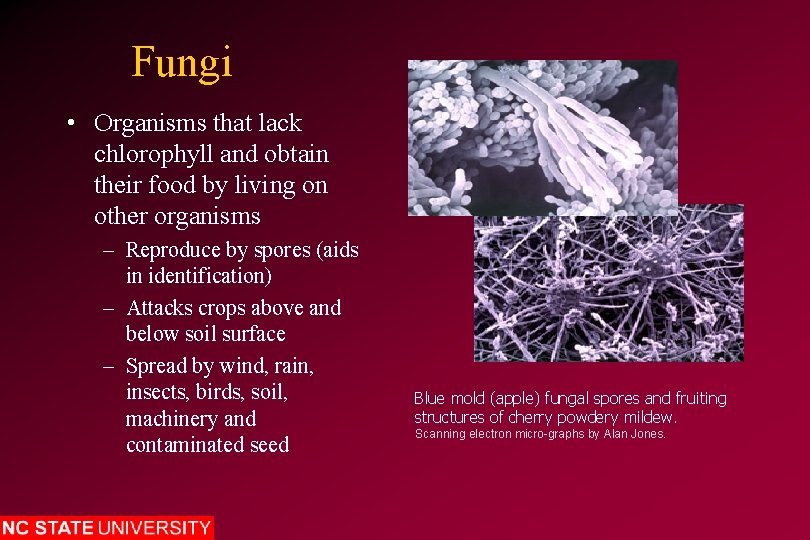 Fungi • Organisms that lack chlorophyll and obtain their food by living on other