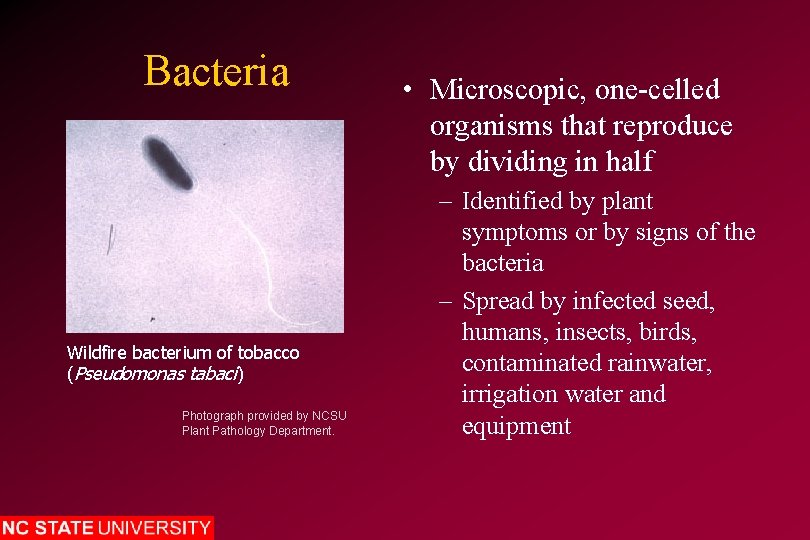 Bacteria Wildfire bacterium of tobacco (Pseudomonas tabaci) Photograph provided by NCSU Plant Pathology Department.