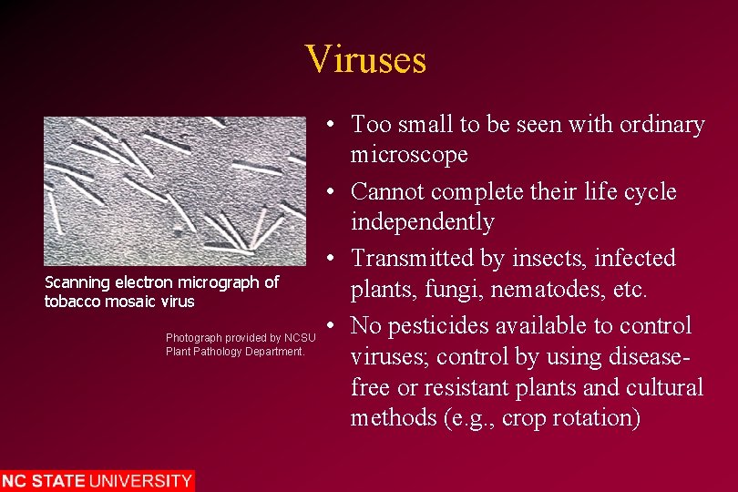 Viruses Scanning electron micrograph of tobacco mosaic virus Photograph provided by NCSU Plant Pathology