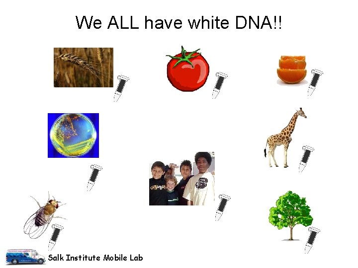 We ALL have white DNA!! Salk Institute Mobile Lab We ALL have white DNA!! Salk Institute Mobile Lab
