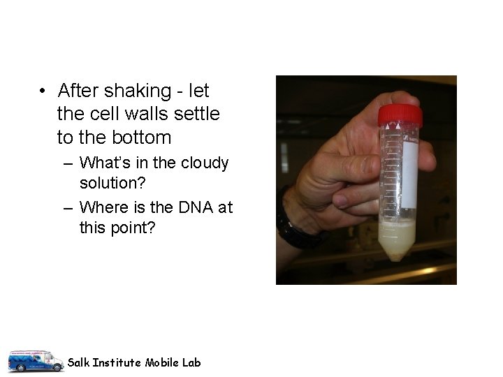 • After shaking - let the cell walls settle to the bottom – • After shaking - let the cell walls settle to the bottom –