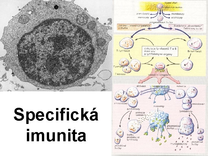 Specifická imunita 