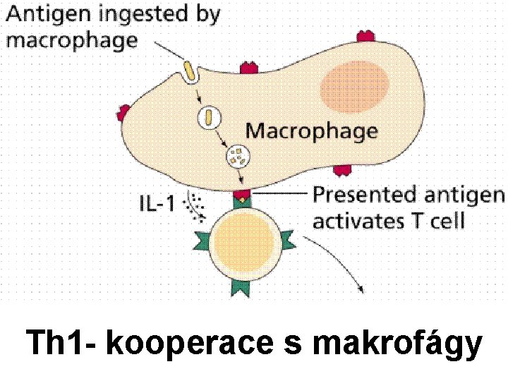 Th 1 - kooperace s makrofágy 