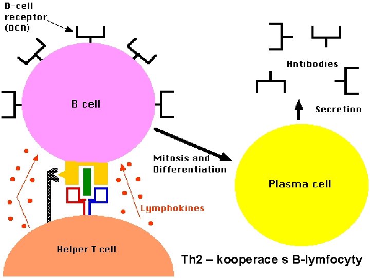 Th 2 – kooperace s B-lymfocyty 