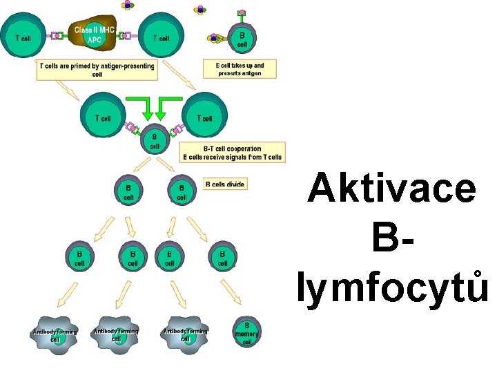 Aktivace Blymfocytů 