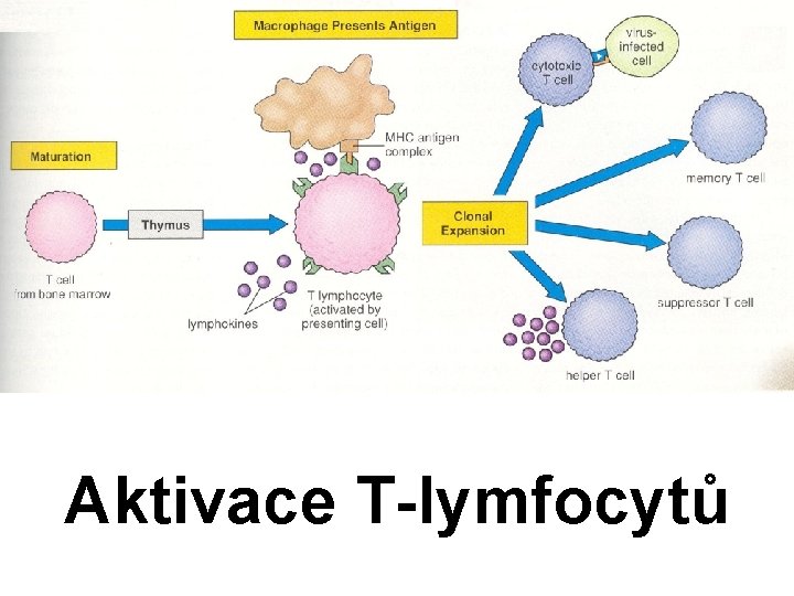 Aktivace T-lymfocytů 