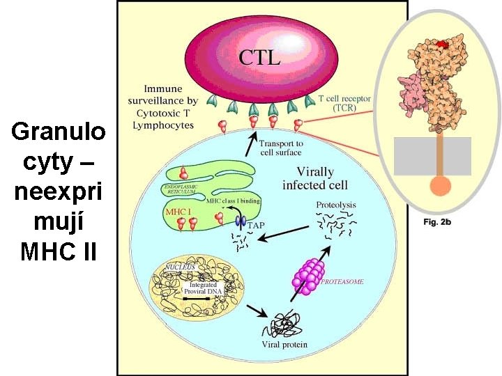 Granulo cyty – neexpri mují MHC II 
