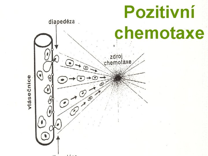 Pozitivní chemotaxe 