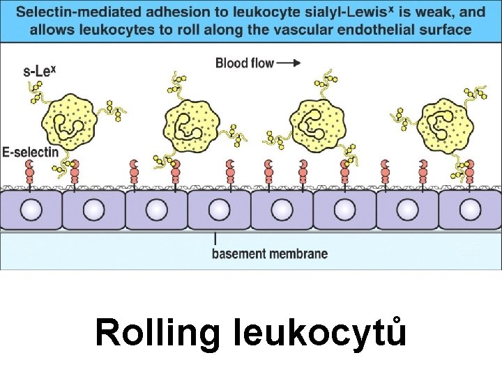 Rolling leukocytů 